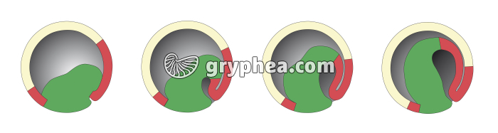 Embryogenèse des batraciens - gastrulation - infographie - gryphea.com